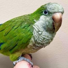 Bentley, Quaker Parrot