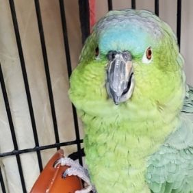 Buddy, Mealy Amazon Parrot