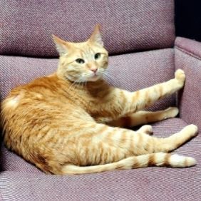 Chester, Clinic Cat
