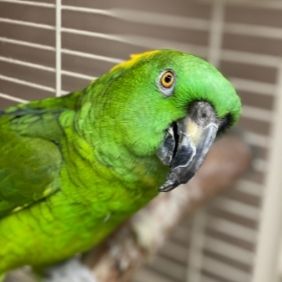 Curly, Yellow Naped Amazon Parrot