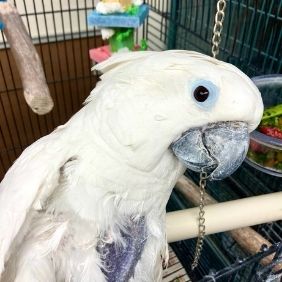 Freda, Cockatoo