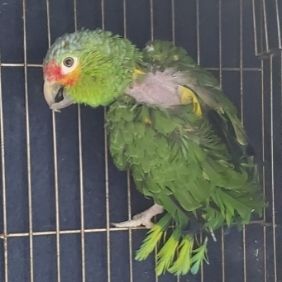 Nikki, Red Lored Amazon