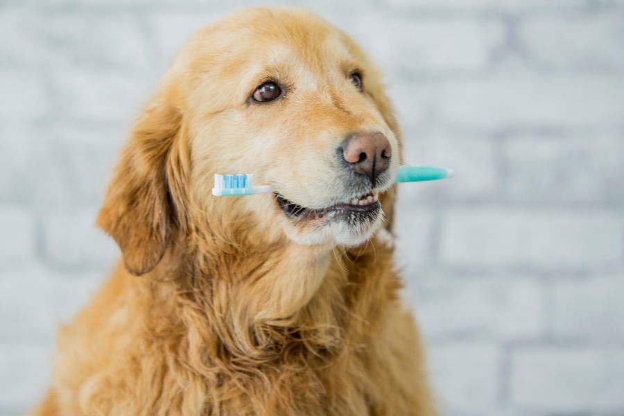 a dog holding a toothbrush in its mouth