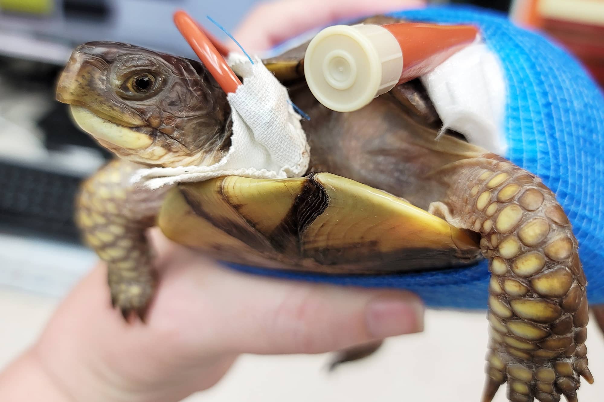 Turtle-Feeding-Tube Turtle with feeding tube
