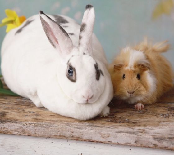 rabbit and guinea pig rabbit and guinea pig