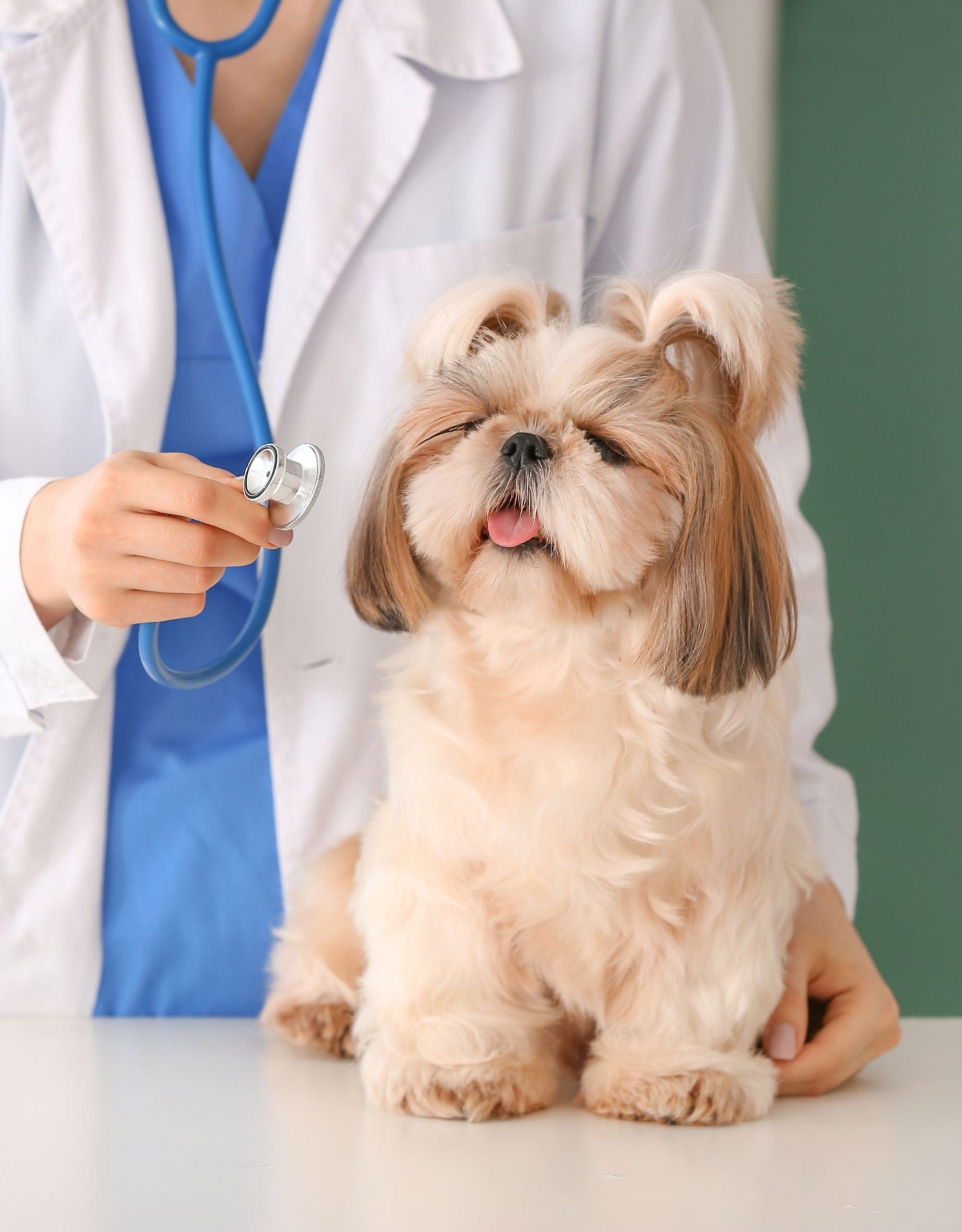 vet and a dog image1 vet examining a dog with a stethoscope